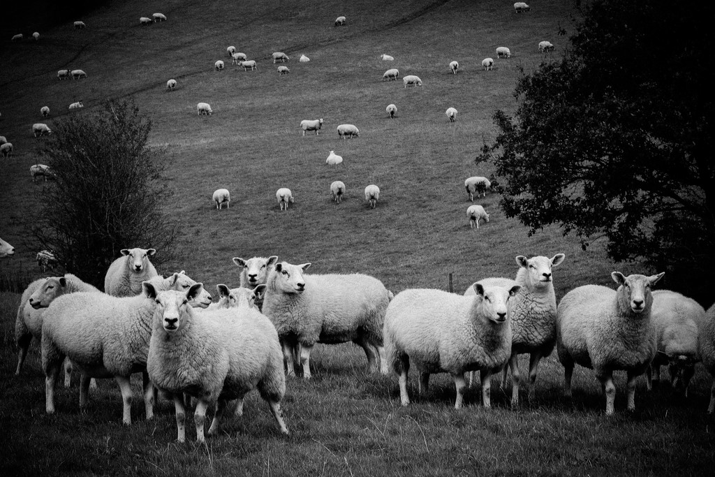 b&w baa lambs by jantan