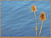 1st Nov 2014 - Teasels And Blue Water