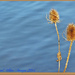 Teasels And Blue Water by carolmw
