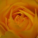 Daylesford Rose by alia_801