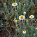 Paper Daisy  by nicolecampbell