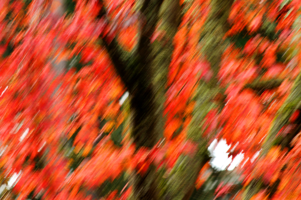 Fall ICM by nanderson