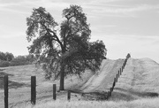 31st Oct 2014 - Fence, Road, and Tree 