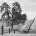 Fence, Road, and Tree  by kareenking