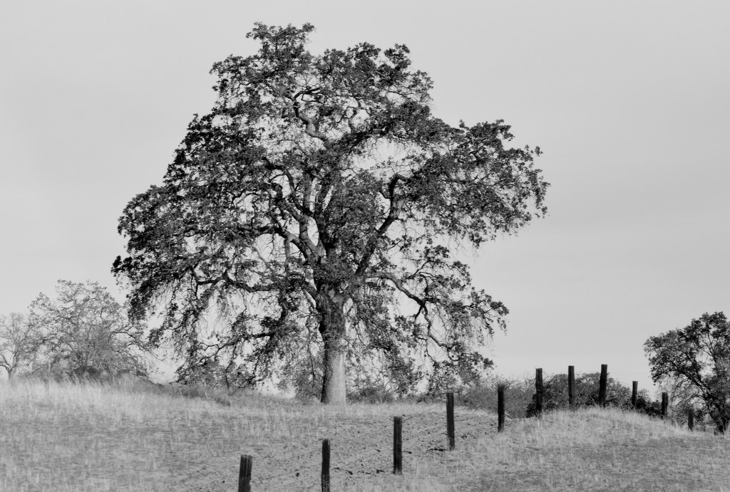 Not a Kansas Tree by kareenking