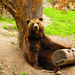 Bear in Borås zoo by elisasaeter