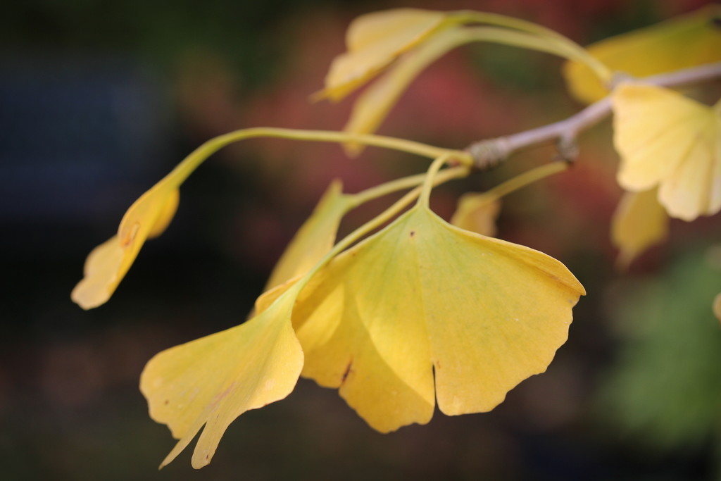 Golden Ginko leaves by pyrrhula