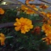 365 Blur-Marigold DSC05555 by annelis