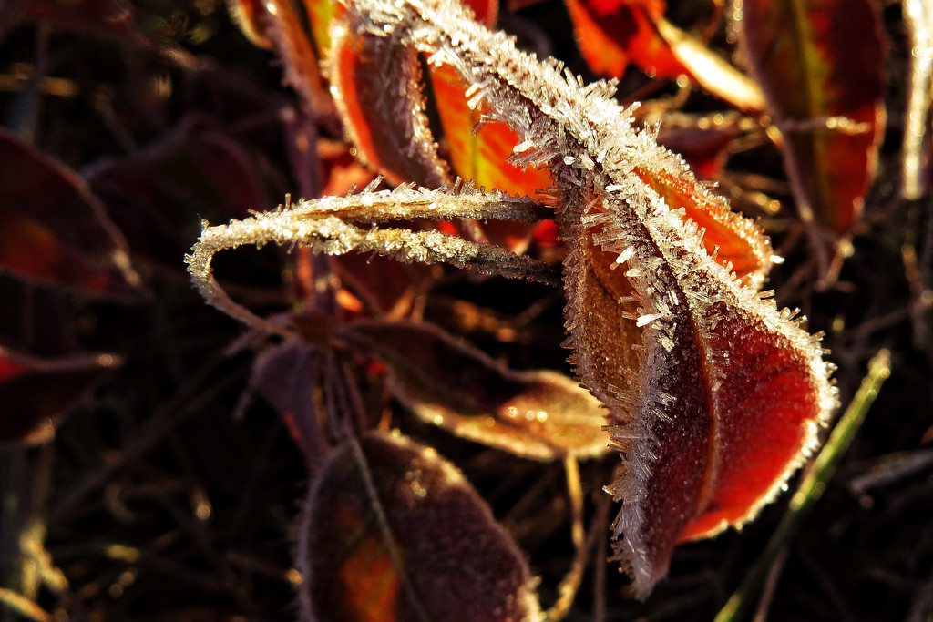 First Frost by milaniet