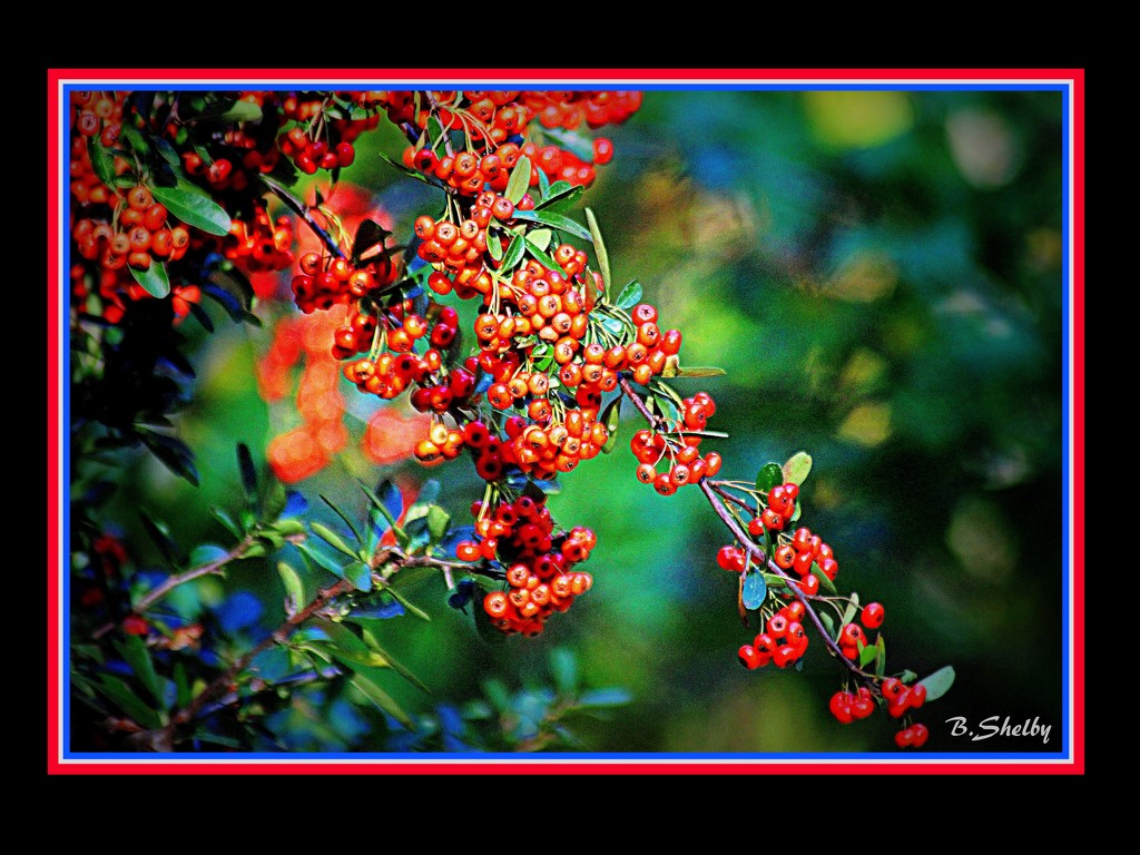 Red Berries by vernabeth