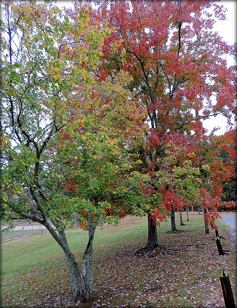 Fall trees in the park by homeschoolmom
