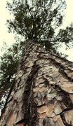 13th Jun 2014 - Giant Pines of NC