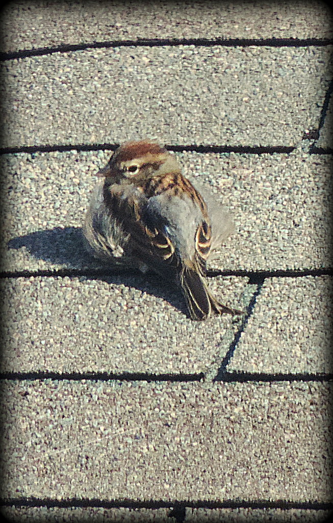 I spy a sparrow! by homeschoolmom