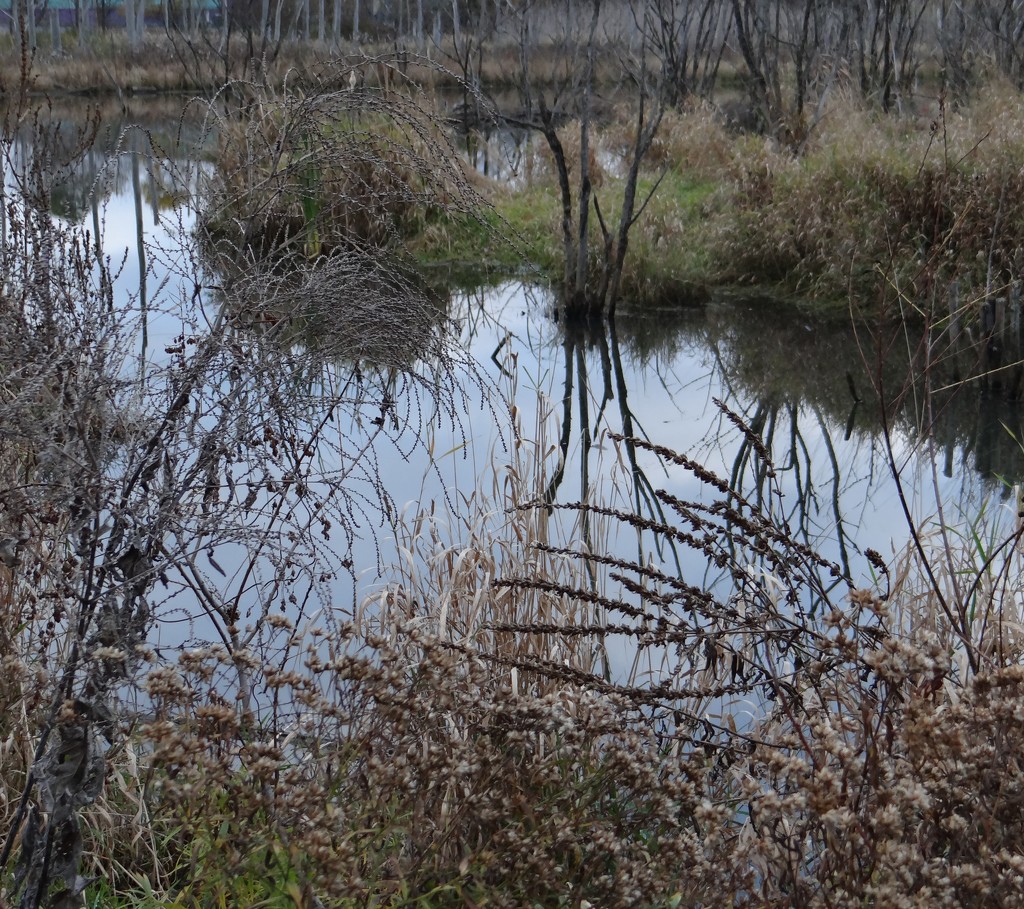 Wetland by annepann