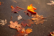 2nd Nov 2014 - Leaves in a  puddle 