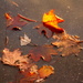 Leaves in a  puddle  by bruni