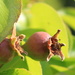 Pear babies by kiwinanna