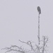 Snow-Covered Raven by kareenking