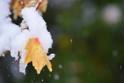 1st Nov 2014 - Autumn and Winter Collide