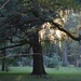 Magnolia Gardens, Charleston, SC by congaree