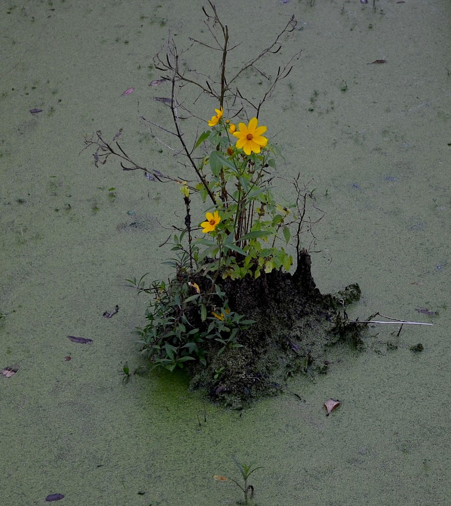 Swamp sunflower, Audubon Swamp Garden, Charleston, SC by congaree