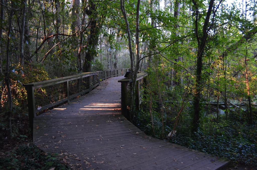 Audubon Swamp Garden, Charleston, SC by congaree