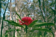 2nd Nov 2014 - Waratah dancing