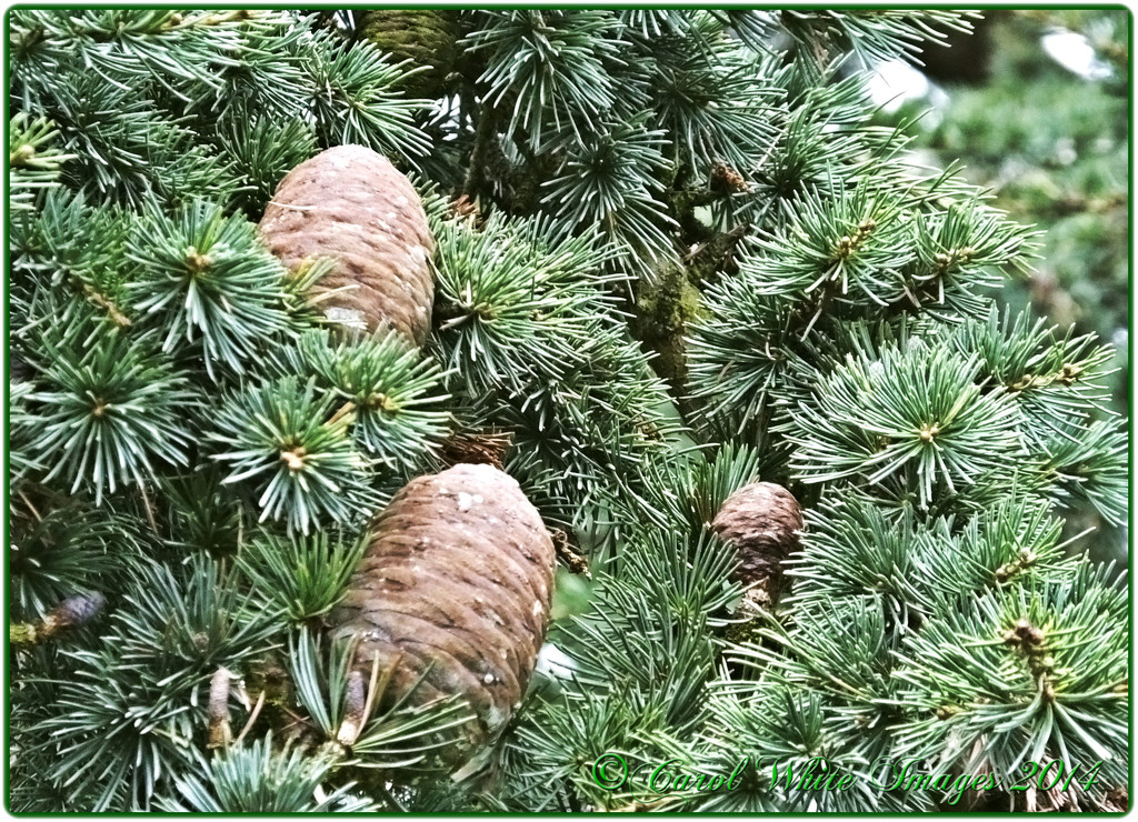 Pine Cones by carolmw