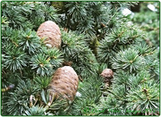 2nd Nov 2014 - Pine Cones