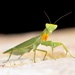 green praying mantis by winshez