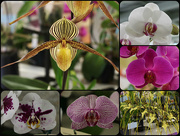 2nd Nov 2014 - Attention All Orchid Lovers 1
