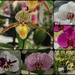 Attention All Orchid Lovers 1 by terryliv