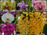 2nd Nov 2014 - Attention All Orchid Lovers 2