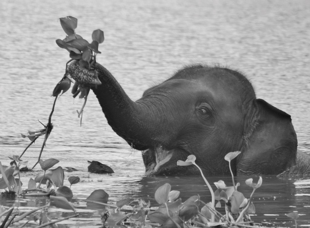 A very happy elephant in the river :-) by anne2013