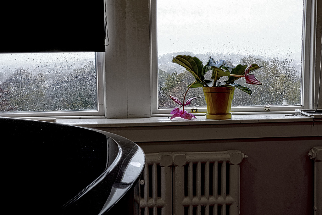 "Sunshine in Piano-Room Window" by Weezilou