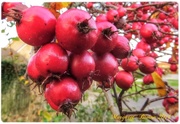2nd Nov 2014 - More red berries