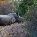 White Rhino at center stage by redy4et