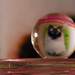 Cat in a small ball by elisasaeter