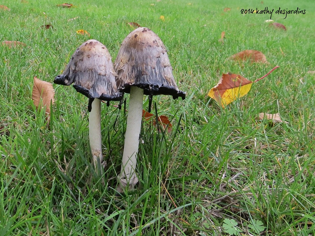 Lawn 'Shrooms  by kathyo