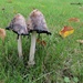 Lawn 'Shrooms  by kathyo