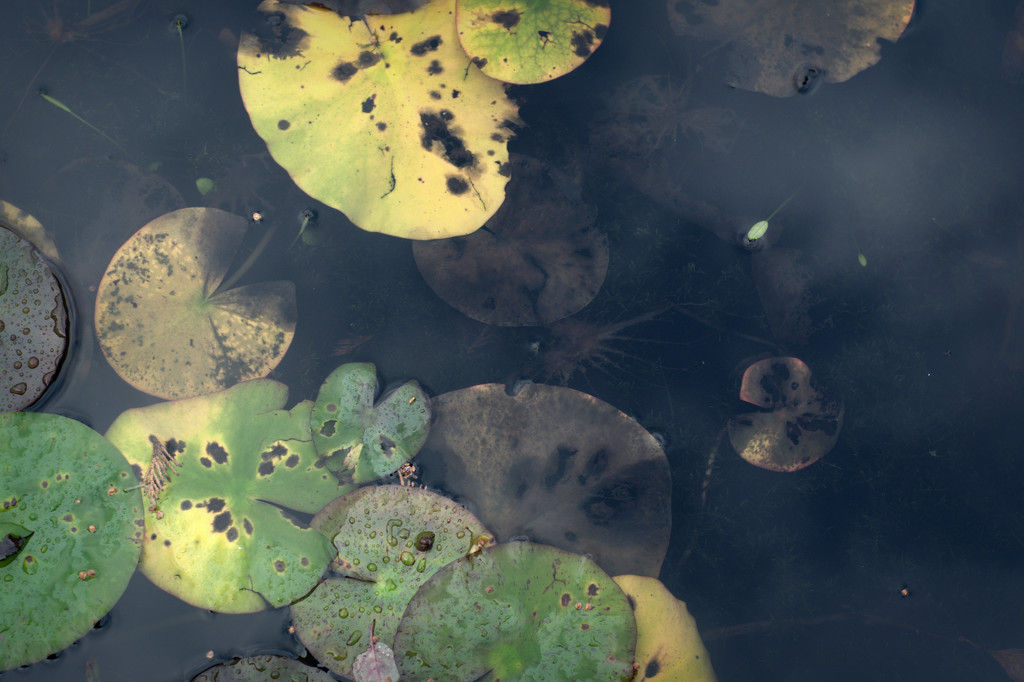 Waterlily leaves by overalvandaan