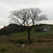Ramshaw Tree in November by roachling