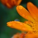 Rain drop on calendula flower by sarahlh