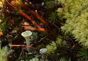 2nd Nov 2014 - lichens 