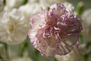 31st Oct 2014 - Carnations