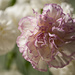 Carnations by lstasel
