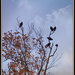 Hovering Buzzards! by essiesue
