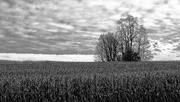 31st Oct 2014 - Trees And Corn