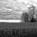 Trees And Corn by digitalrn