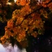 Autumn 's Glow by digitalrn